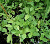 Vachta trojlistá - Menyanthes trifoliata