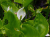 Ďáblík bahenní - Calla palustris