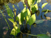 Žabník jitrocelový - Alisma plantago
