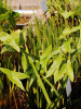 Šípatka vodní - Sagittaria sagittifolia