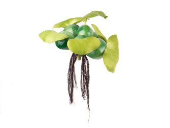 PondoHyacinth - imitace hyacintu