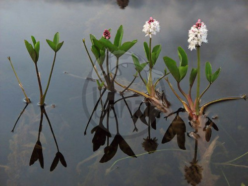 Vachta trojlistá - Menyanthes trifoliata
