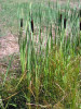 Orobinec širokolistý -Typha latifolia