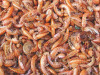 Tripond koi shrimps 1 l (100 g)