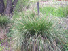 Ostřice latnatá - Carex paniculata