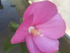 Ibišek bahenní - Hibiscus palustris - mix barev