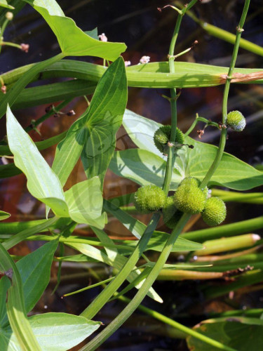 Šípatka vodní - Sagittaria sagittifolia