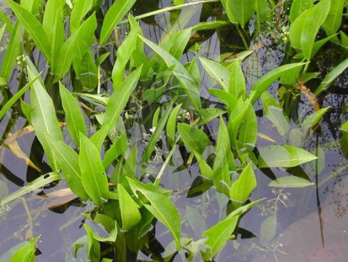 Šípatka širokolistá - Sagittaria latifolia