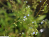 Pomněnka bahenní - Myosotis palustris