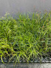 Ostřice muskingumenská- Carex muskingumensis