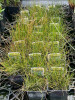 Přeslička skřípinovitá - Equisetum scirpoides