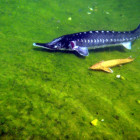 Okrasné jezírko s chovem ryb 150m3  