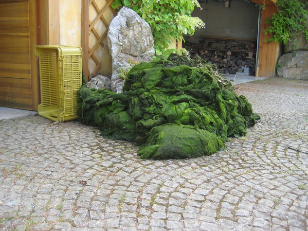 Množství vláknité řasy může být opravdu velké